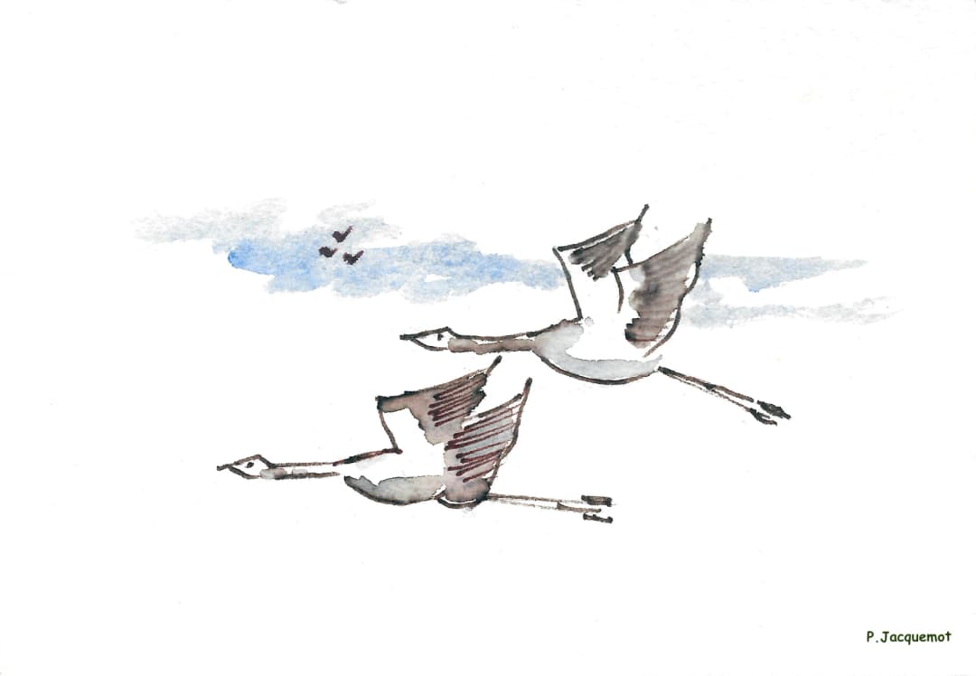 Aquarelle — deux oiseaux en vol